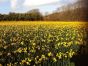 40 Narcissi Flowers Once A Month For Six Months