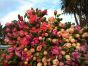 40 Show Pinks Flowers