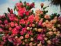 Mixed Flowers 