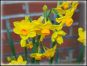 100 Narcissi Flowers