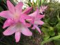 Belladonna Lillies