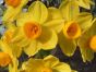 20 Narcissi