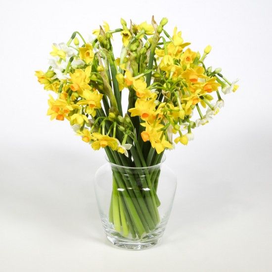  40 Narcissi Once A Month For Three Months