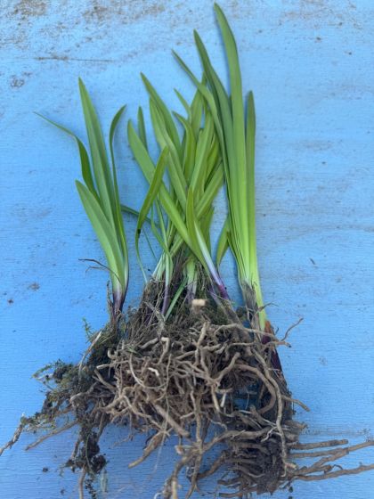 Miniature Blue Agapanthus