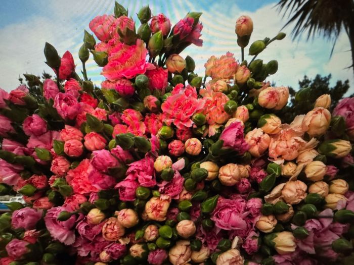 Mixed Flowers 