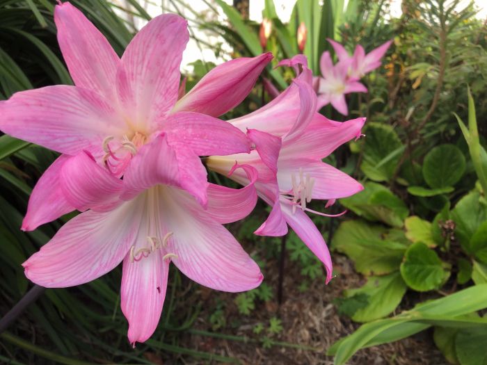 Belladonna Lillies