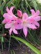 Belladonna Lillies