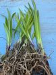 Miniature Blue Agapanthus