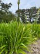 Miniature Blue Agapanthus