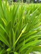 Miniature Blue Agapanthus