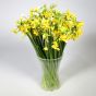 60 Narcissi Flowers
