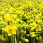 60 Narcissi Flowers