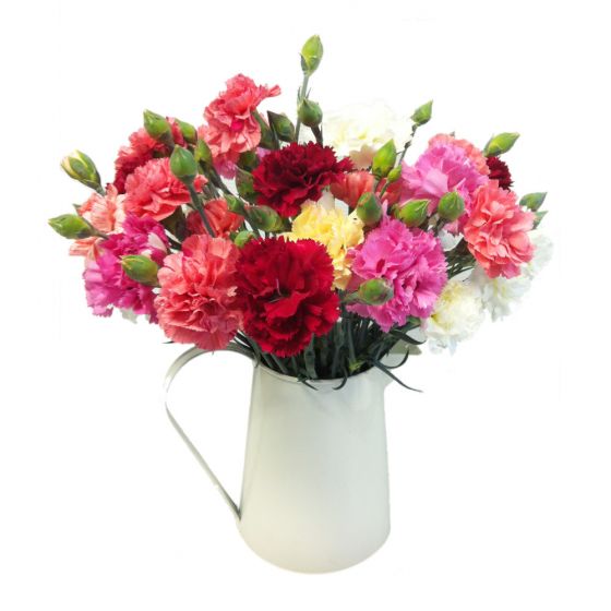 60 Show Pinks Flowers