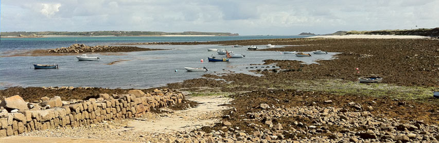 Isles of Scilly Flowers