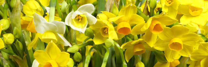 Isles of Scilly Flowers