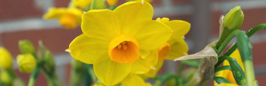 Isles of Scilly Flowers